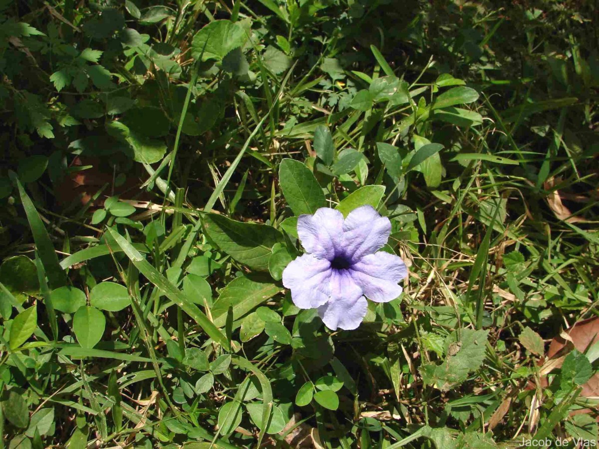 Ruellia tuberosa L.